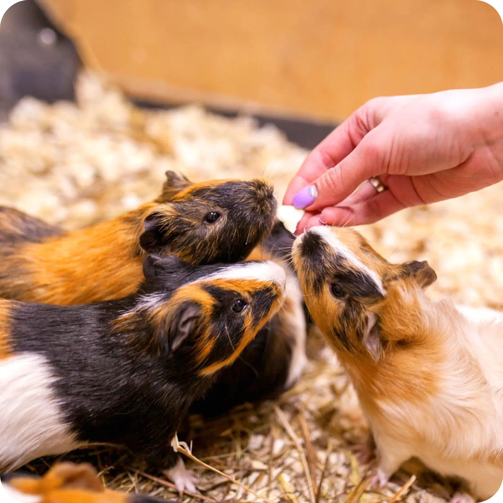 2 участника