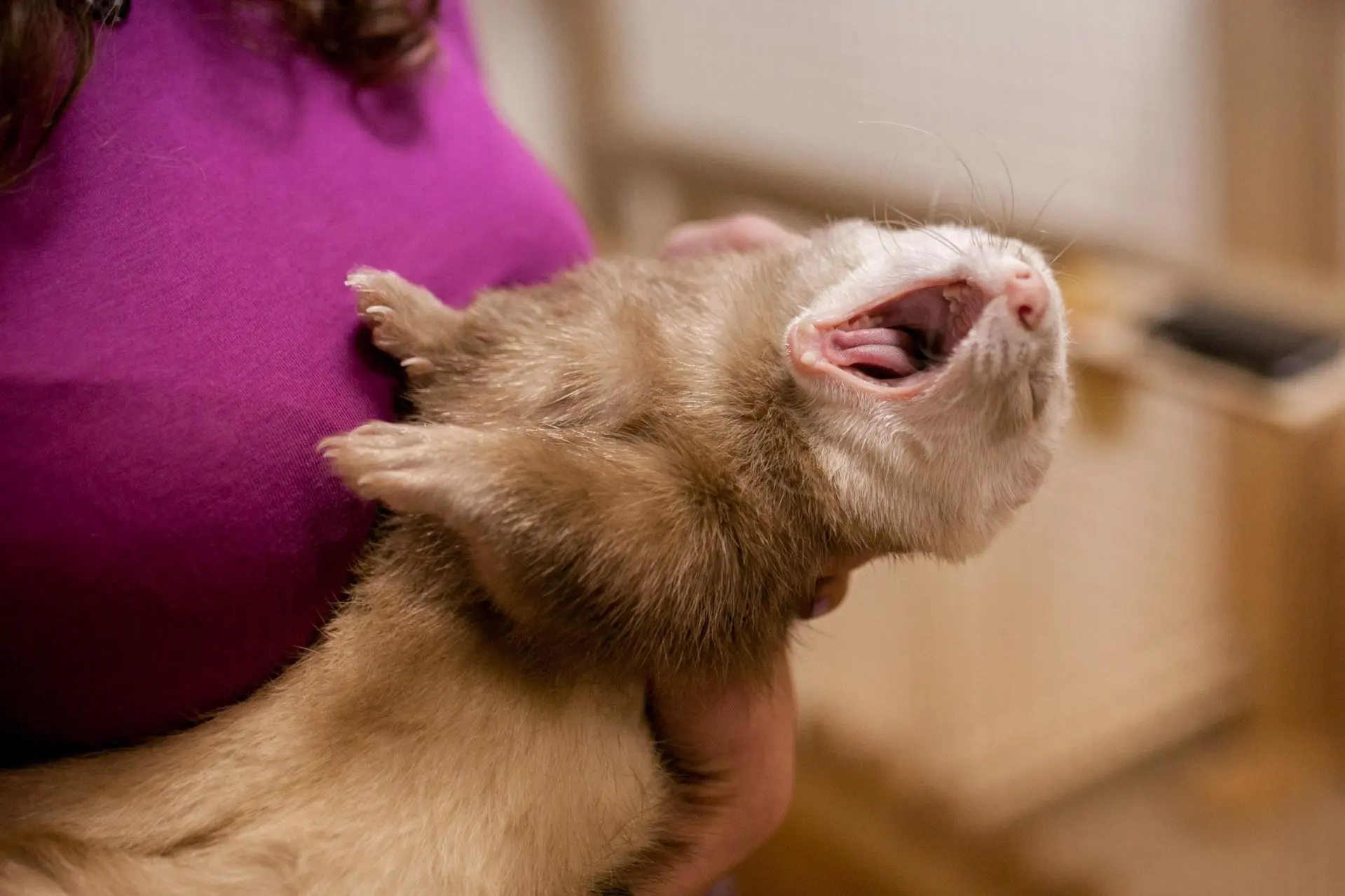 Посещение Страны Енотии