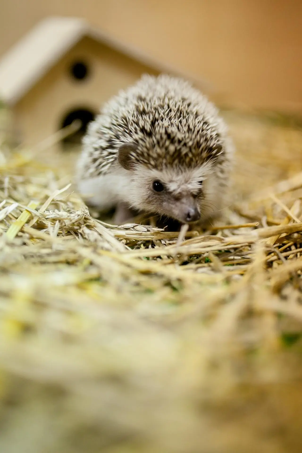 Посещение Страны Енотии