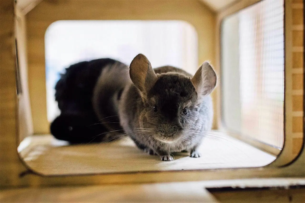 Посещение Страны Енотии