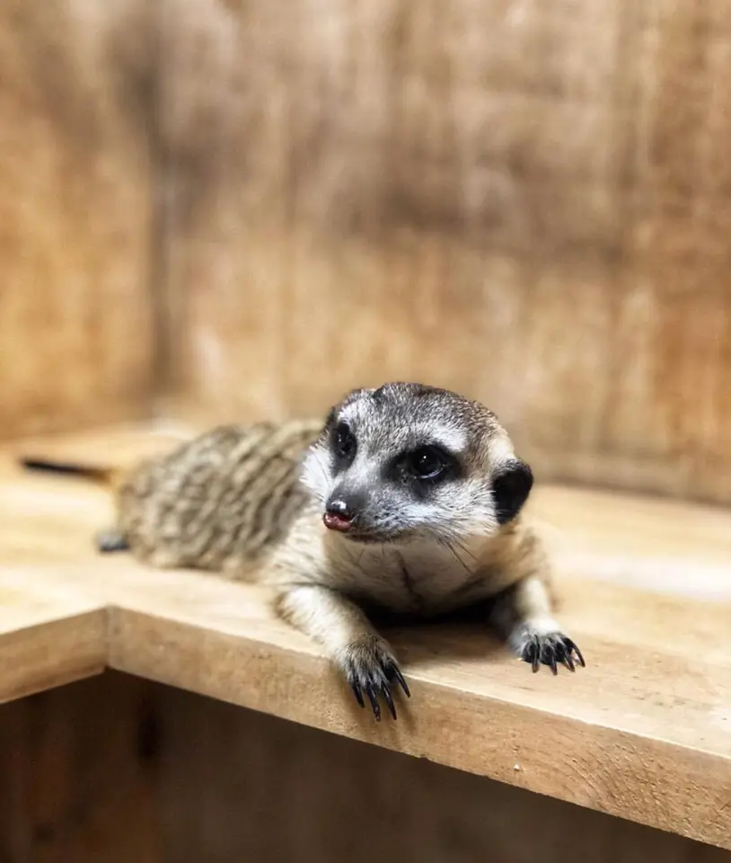 Посещение Страны Енотии