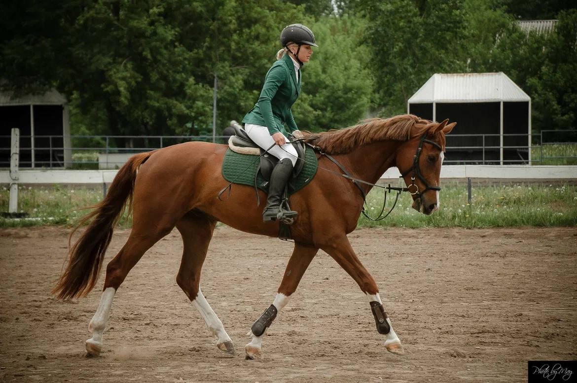 Урок верховой езды на ипподроме