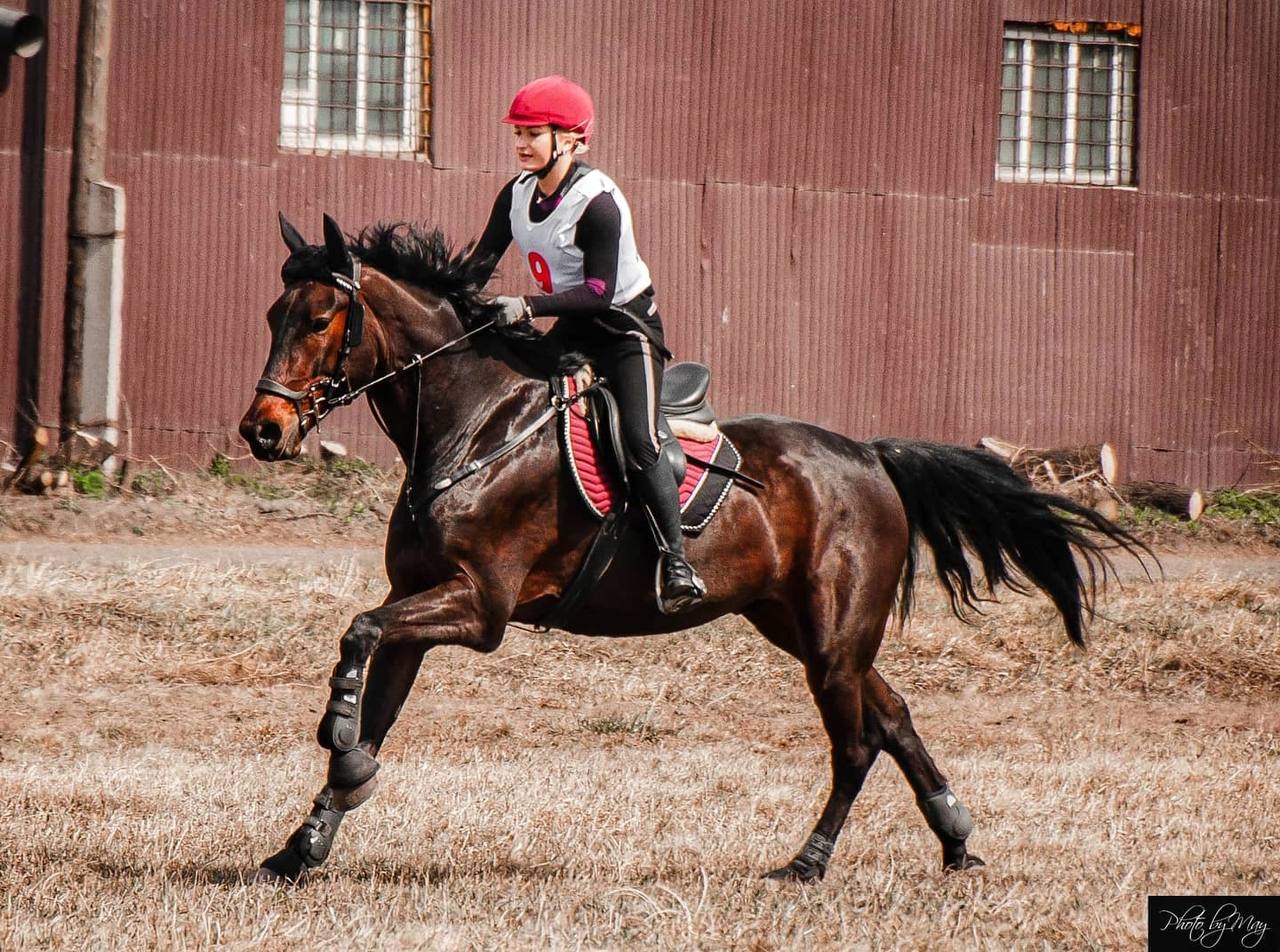 Урок верховой езды на ипподроме