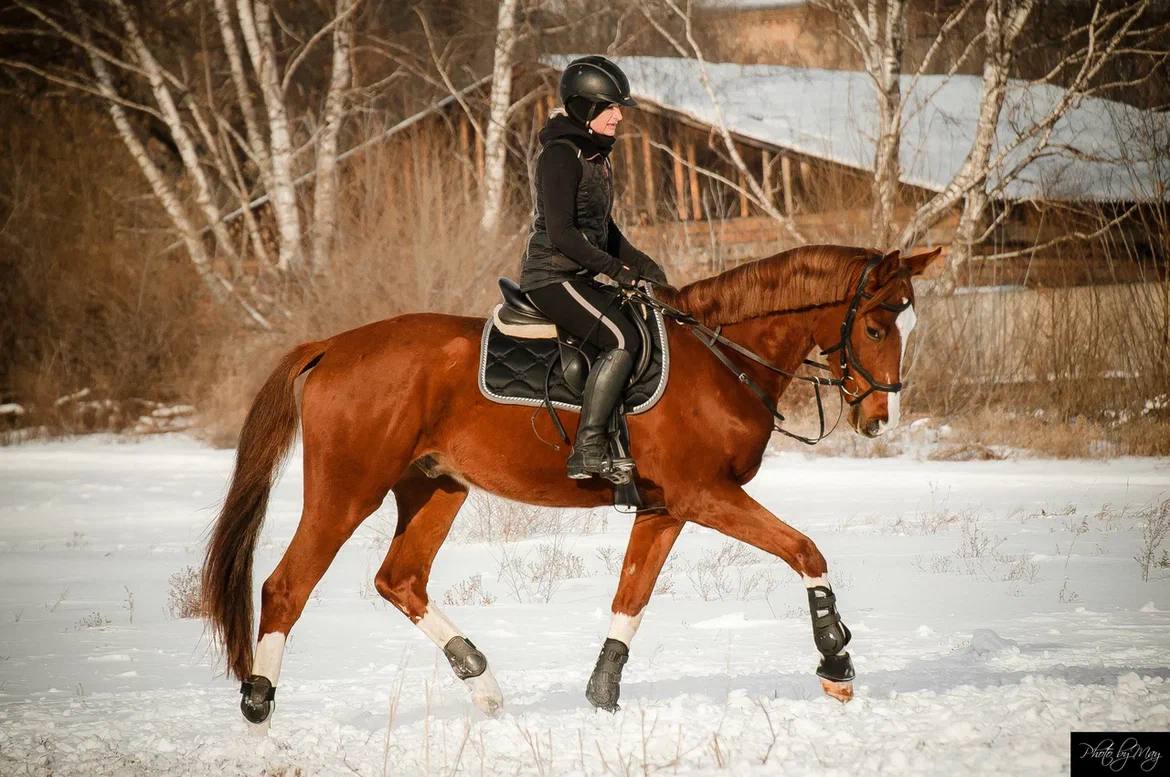 Урок верховой езды на ипподроме