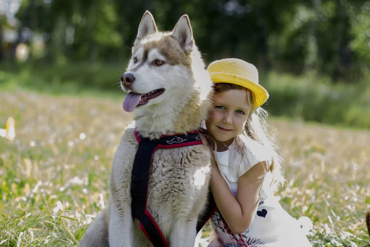 Отдых за городом: Баня + знакомство с хаски