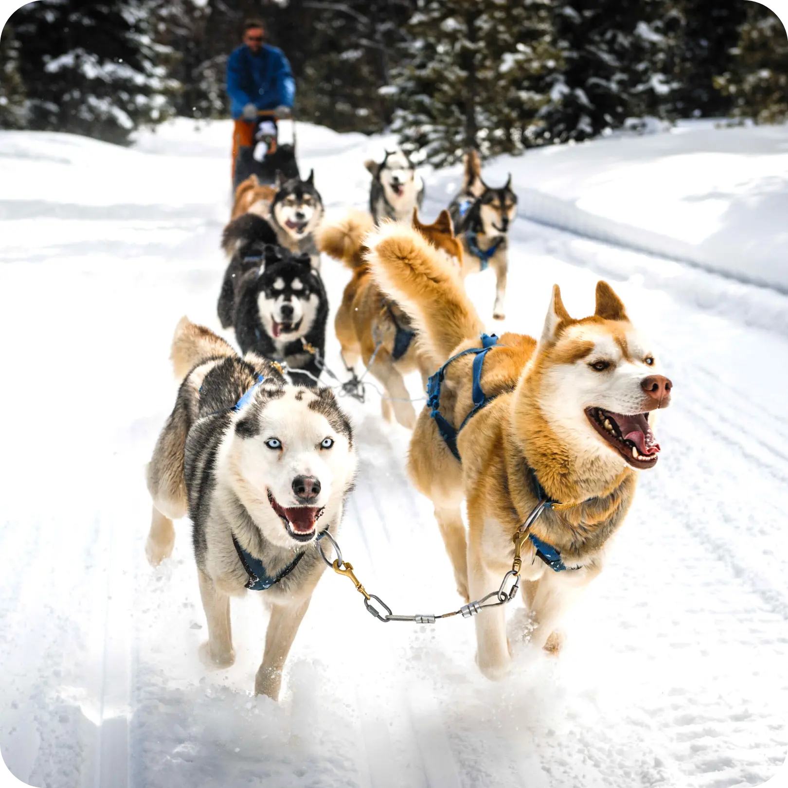 Скоростной заезд на хаски
