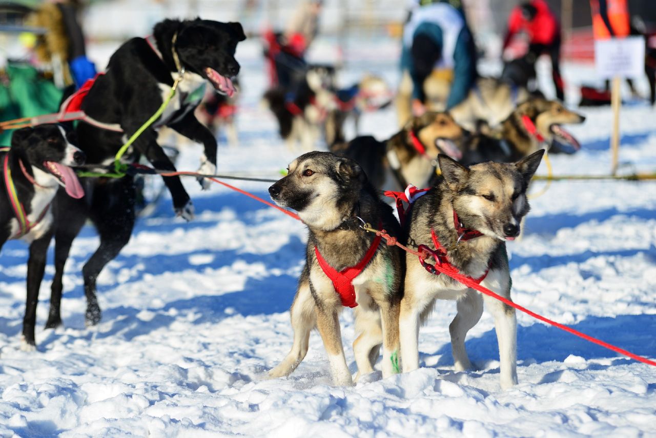Скоростной заезд на хаски