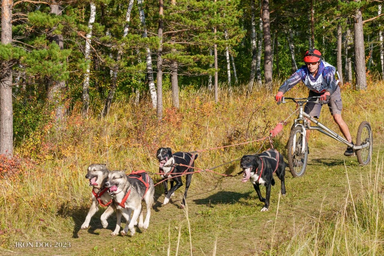 Скоростной заезд на хаски