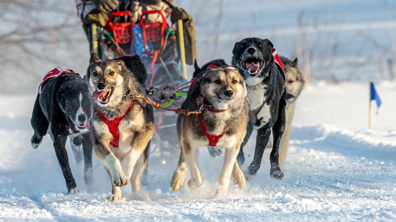 Скоростной заезд на хаски