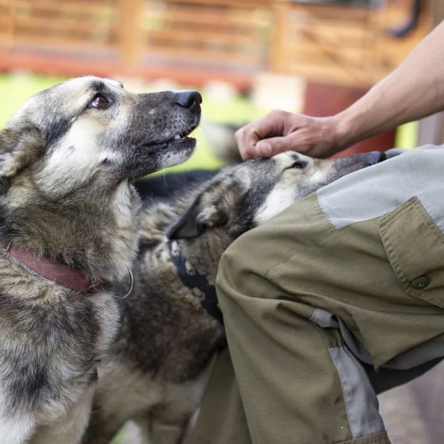 Скоростной заезд на хаски