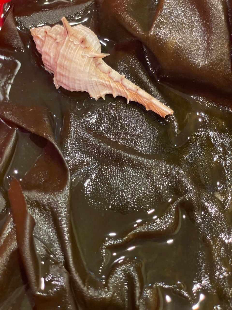 СПА-программа "Дары моря"