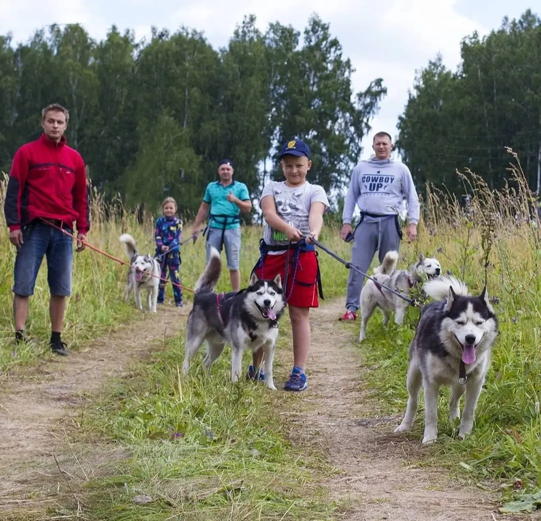 Прогулка с хаски