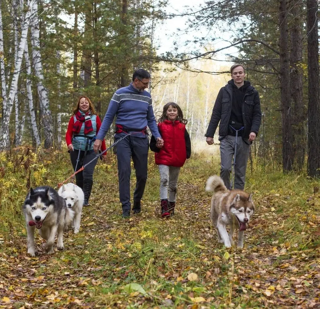 Прогулка с хаски