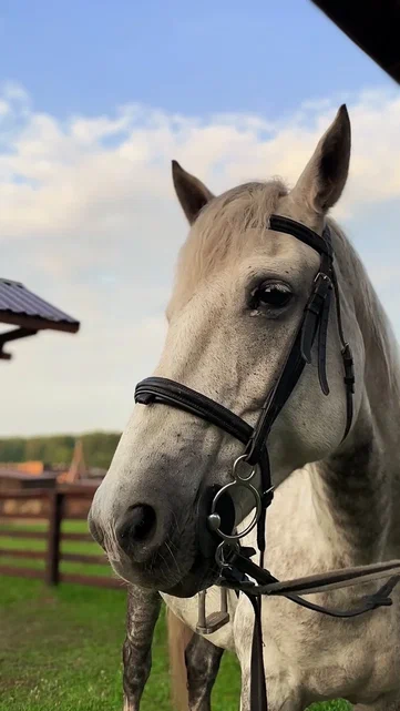 Экскурсия по Ранчо