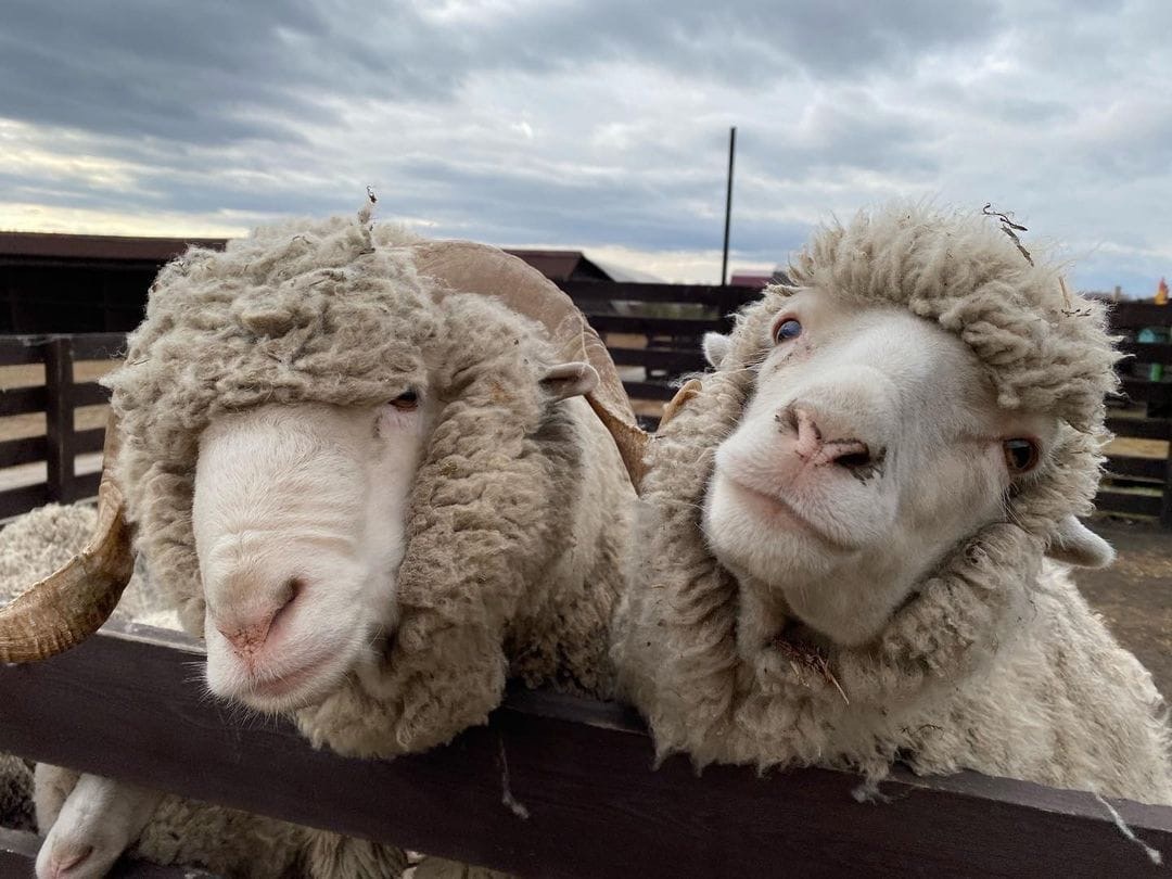 Аренда беседки для отдыха