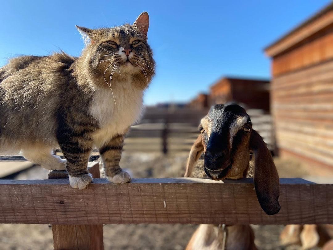 Аренда беседки для отдыха