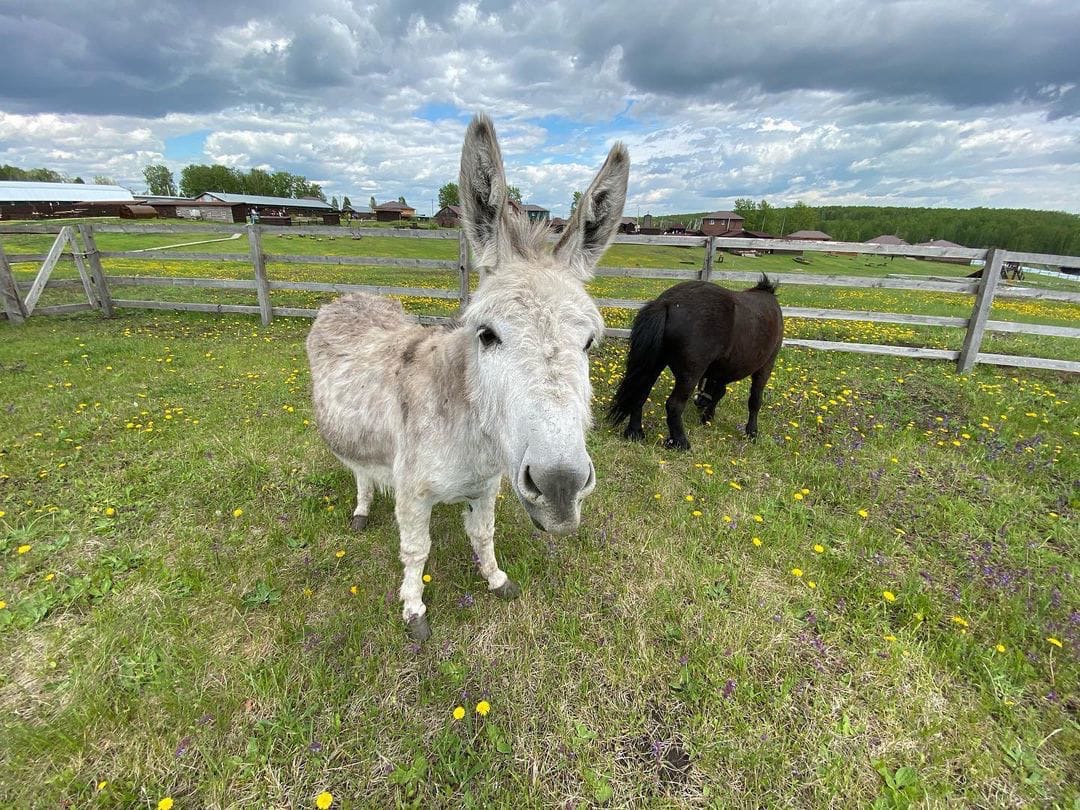 Мастер-класс "Секреты молока"