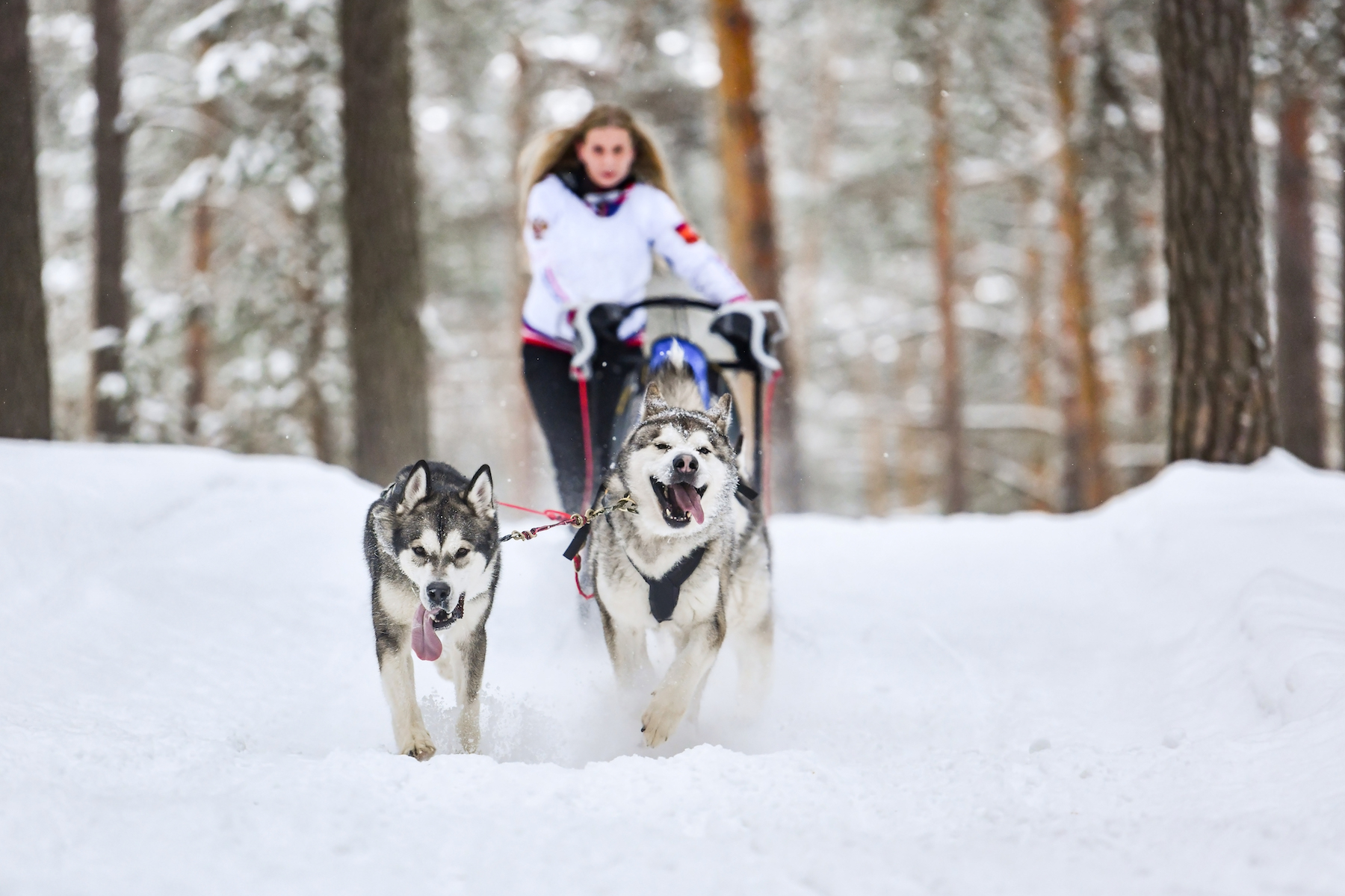 Катание на хаски для школьников в Усть-Мане