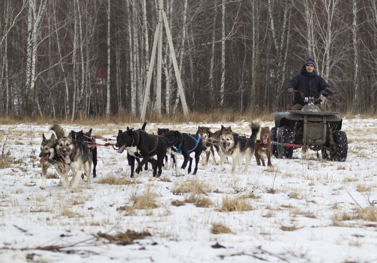 Катание на хаски для школьников в Емельяновском районе