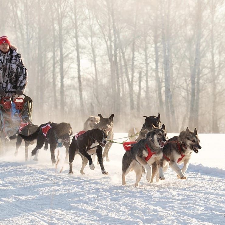 Катание на хаски для школьников в Емельяновском районе