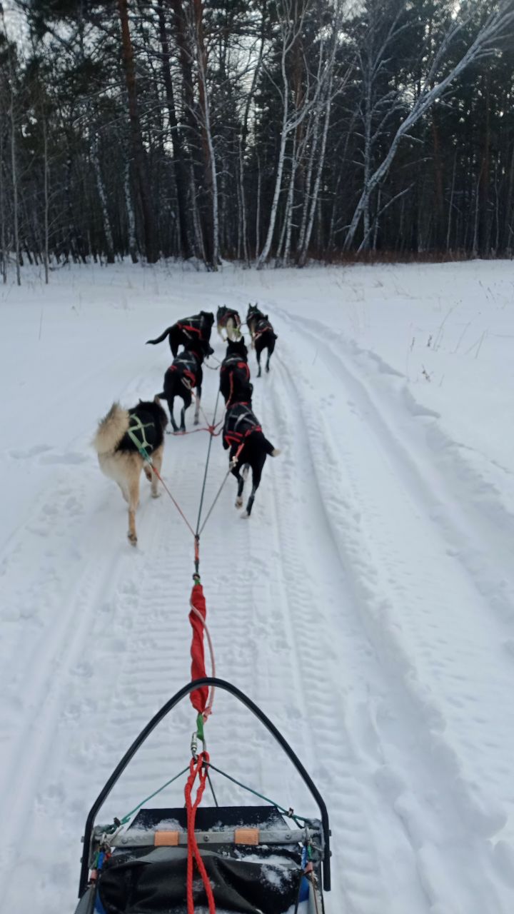 Катание на хаски для школьников в Емельяновском районе