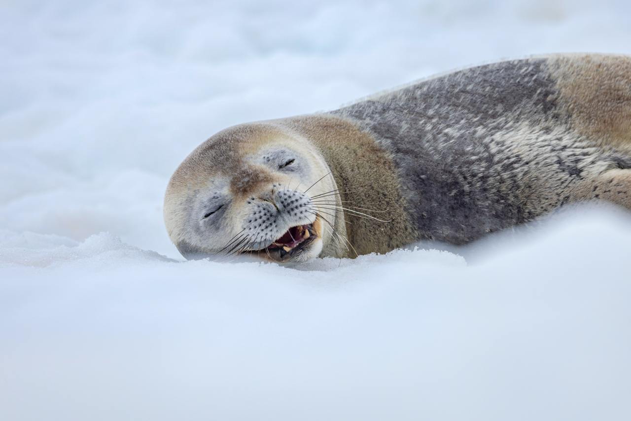 27 декабря 2025 - 07 января 2026 Новогодний тур в Антарктиду