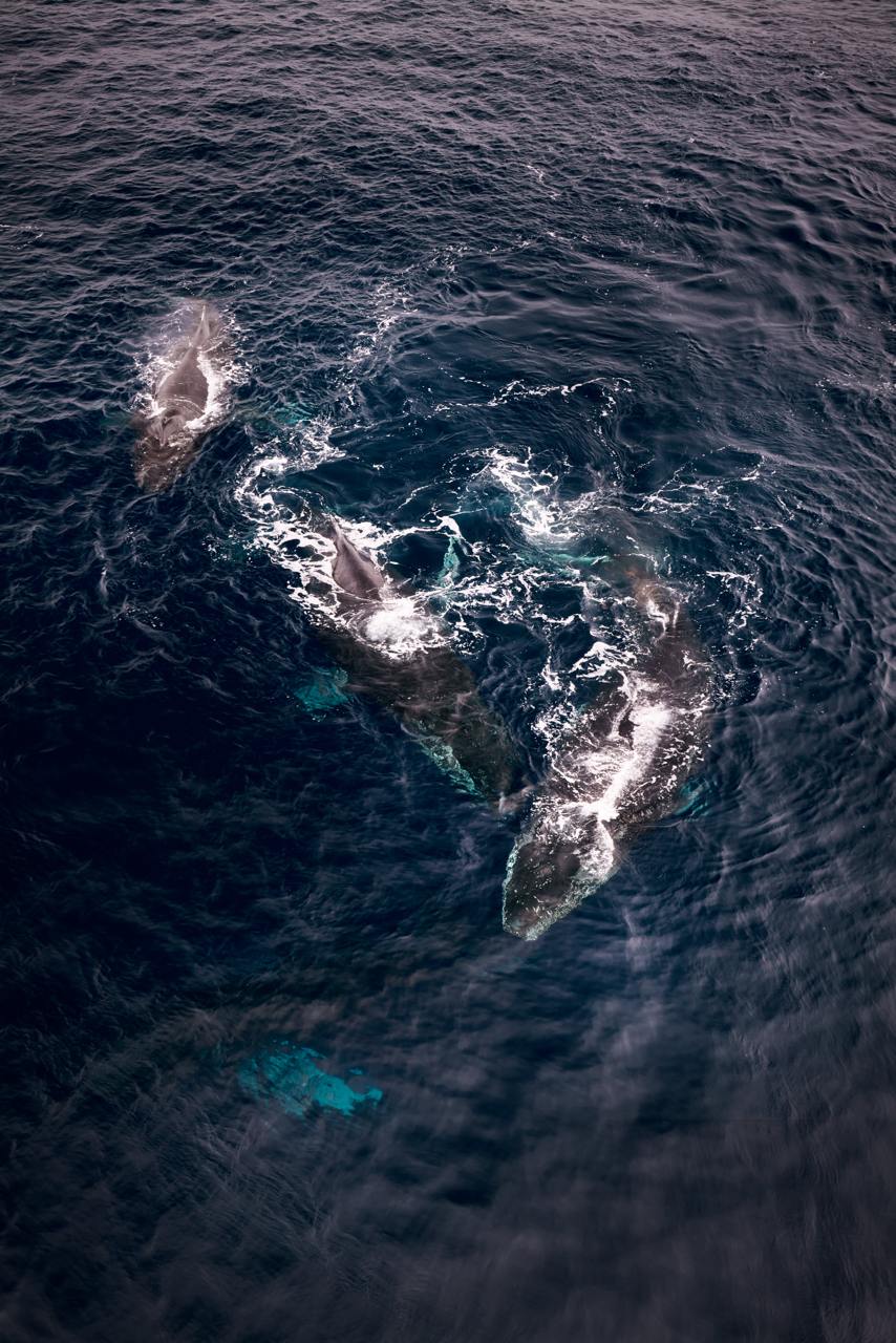 27 декабря 2025 - 07 января 2026 Новогодний тур в Антарктиду